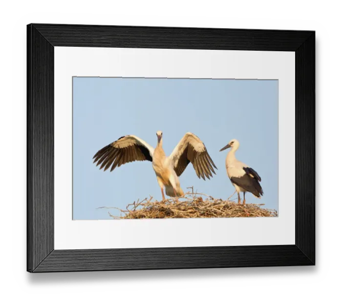 Framed Print : Young white storks -Ciconia ciconia-, flying attempts at the nest, Hesse, Germany Framed Print : Young white storks -Ciconia ciconia-, flying attempts at the nest, Hesse, Germany