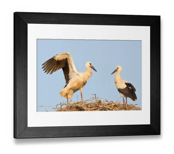 Framed Print : Young white storks -Ciconia ciconia-, flying attempts at the nest, Hesse, Germany Framed Print : Young white storks -Ciconia ciconia-, flying attempts at the nest, Hesse, Germany