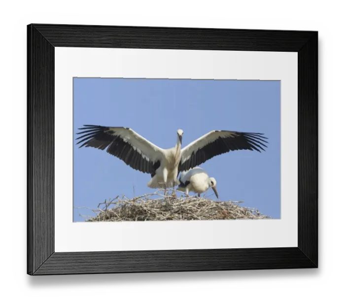 Framed Print : Young white storks -Ciconia ciconia-, flying attempts at the nest, Hesse, Germany