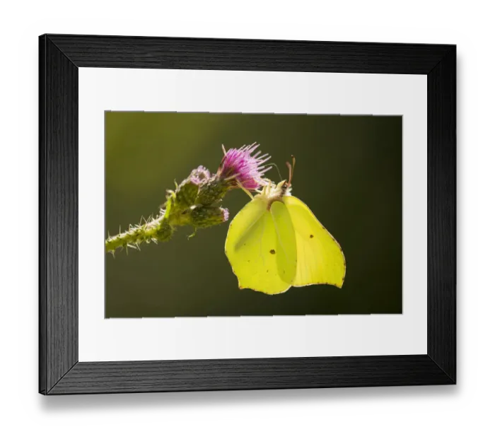 Framed Print : Brimstone -Gonepteryx rhamni- sucking nectar, Lower Saxony, Germany Framed Print : Brimstone -Gonepteryx rhamni- sucking nectar, Lower Saxony, Germany