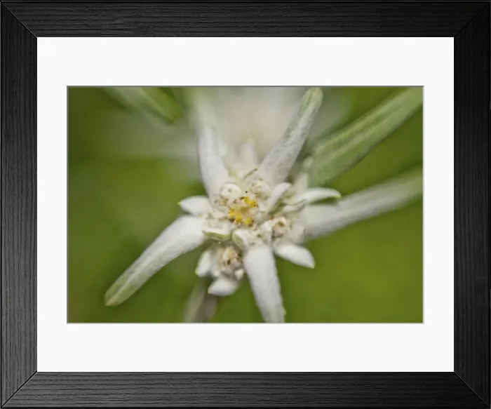 Framed Print : Alpine Edelweiss -Leontopodium nivale-, macro shot Framed Print : Alpine Edelweiss -Leontopodium nivale-, macro shot