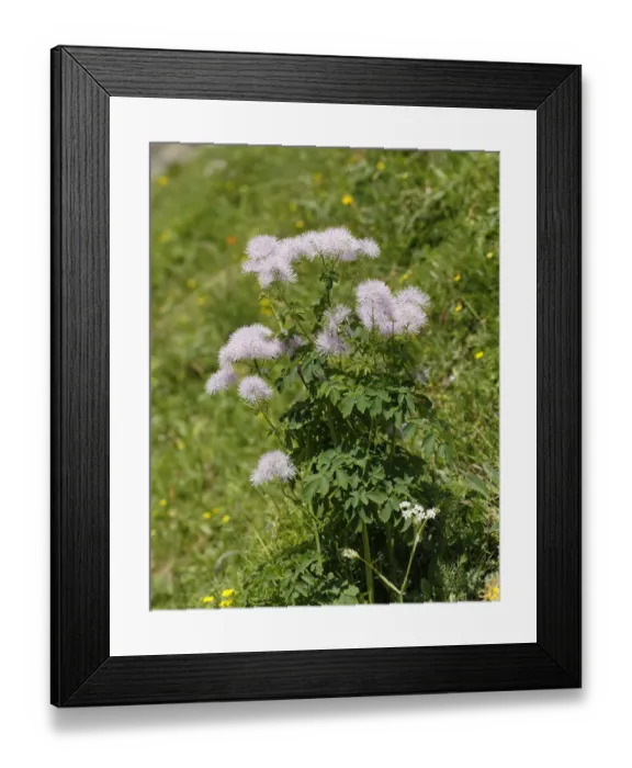 Framed Print : Columbine Meadow Rue -Thalictrum aquilegiifolium-, Grosses Walsertal Biosphere Park, Vorarlberg, Austria