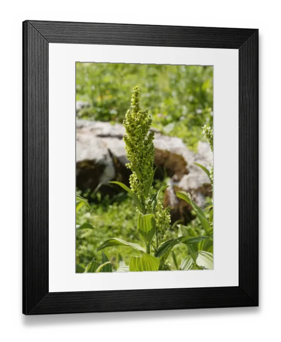 Framed Print : White Hellebore -Veratrum album lobelianum-, Grosses Walsertal Biosphere Park, Vorarlberg, Austria Framed Print : White Hellebore -Veratrum album lobelianum-, Grosses Walsertal Biosphere Park, Vorarlberg, Austria