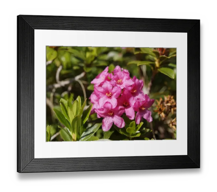 Framed Print : Hairy Alpenrose -Rhododendron hirsutum-, Grosses Walsertal Biosphere Park, Vorarlberg, Austria Framed Print : Hairy Alpenrose -Rhododendron hirsutum-, Grosses Walsertal Biosphere Park, Vorarlberg, Austria
