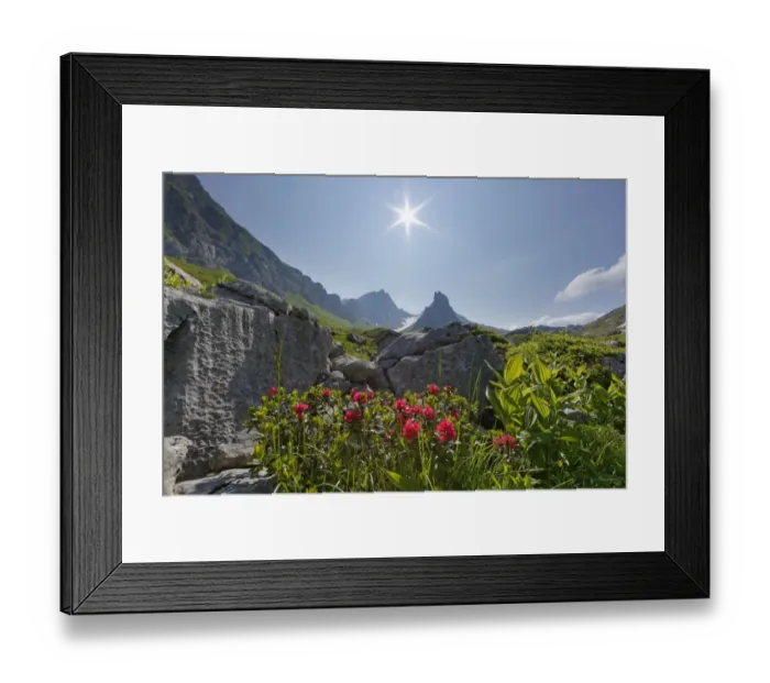 Framed Print : Hairy Alpenrose -Rhododendron hirsutum-, Upper Laguz Alps, Rote Wand Mountain, Grosses Walsertal Biosphere Park, Vorarlberg, Austria Framed Print : Hairy Alpenrose -Rhododendron hirsutum-, Upper Laguz Alps, Rote Wand Mountain, Grosses Walsertal Biosphere Park, Vorarlberg, Austria