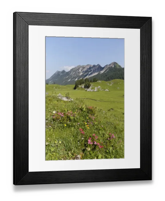 Framed Print : Hairy Alpenrose -Rhododendron hirsutum-, Laguz Alps with Breithorn Mountain, Grosses Walsertal Biosphere Park, Vorarlberg, Austria Framed Print : Hairy Alpenrose -Rhododendron hirsutum-, Laguz Alps with Breithorn Mountain, Grosses Walsertal Biosphere Park, Vorarlberg, Austria