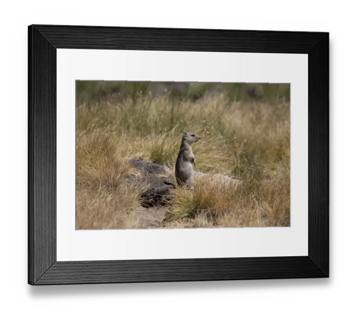 Framed Print : Beldings Ground Squirrel -Spermophilus beldingi-, Yosemite National Park, California, United States Framed Print : Beldings Ground Squirrel -Spermophilus beldingi-, Yosemite National Park, California, United States