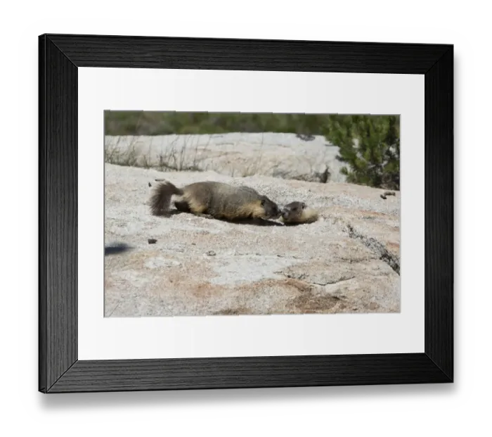 Framed Print : Yellow-bellied marmots -Marmota flaviventris-, Yosemite National Park, California, United States Framed Print : Yellow-bellied marmots -Marmota flaviventris-, Yosemite National Park, California, United States