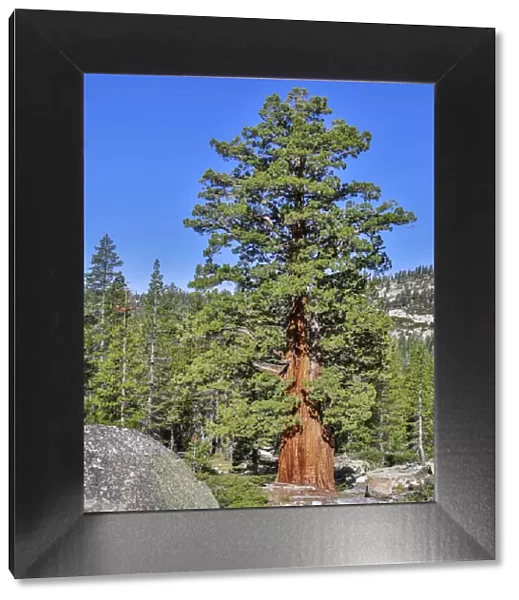 Western White Pine -Pinus monticola-, Yosemite National Park, California, United States