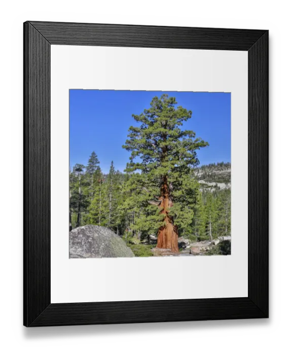 Framed Print : Western White Pine -Pinus monticola-, Yosemite National Park, California, United States Framed Print : Western White Pine -Pinus monticola-, Yosemite National Park, California, United States