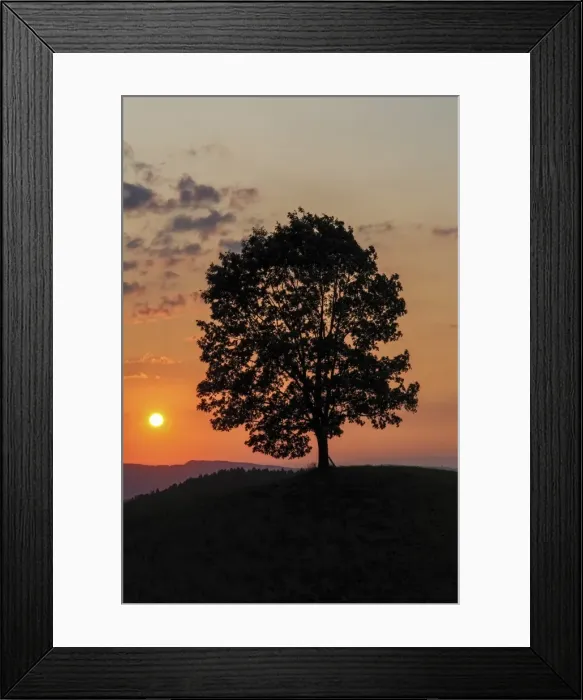 Framed Print : Lime tree on a hill at sunset, Emmental, Bernese Oberland, Canton of Bern, Switzerland