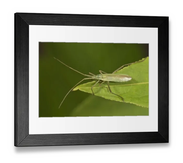 Framed Print : Long Thin Plant Bug -Megaloceroea recticornis- sitting on a leaf, Untergroningen, Abtsgmuend, Baden-Wurttemberg, Germany Framed Print : Long Thin Plant Bug -Megaloceroea recticornis- sitting on a leaf, Untergroningen, Abtsgmuend, Baden-Wurttemberg, Germany