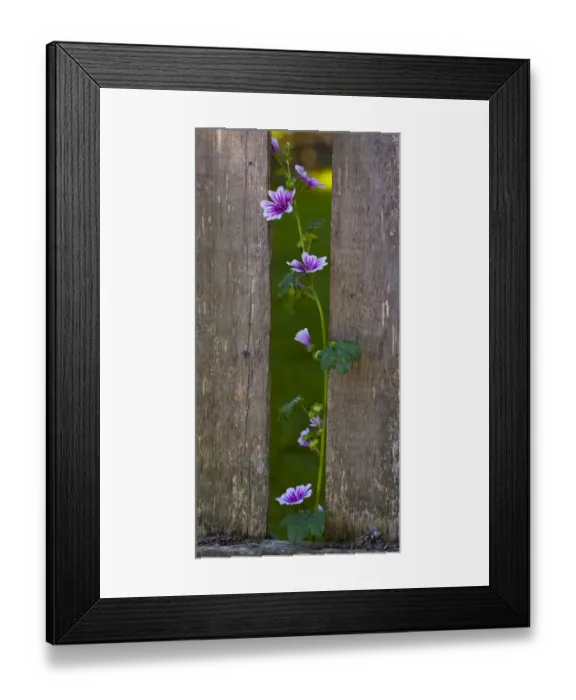 Framed Print : Mallow Zebrina -Malva sylvestris Zebrina - growing next to picket fence, Quebec Province, Canada Framed Print : Mallow Zebrina -Malva sylvestris Zebrina - growing next to picket fence, Quebec Province, Canada