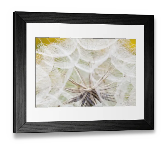 Framed Print : Meadow Salsify -Tragopogon pratensis-, Bavaria, Germany Framed Print : Meadow Salsify -Tragopogon pratensis-, Bavaria, Germany
