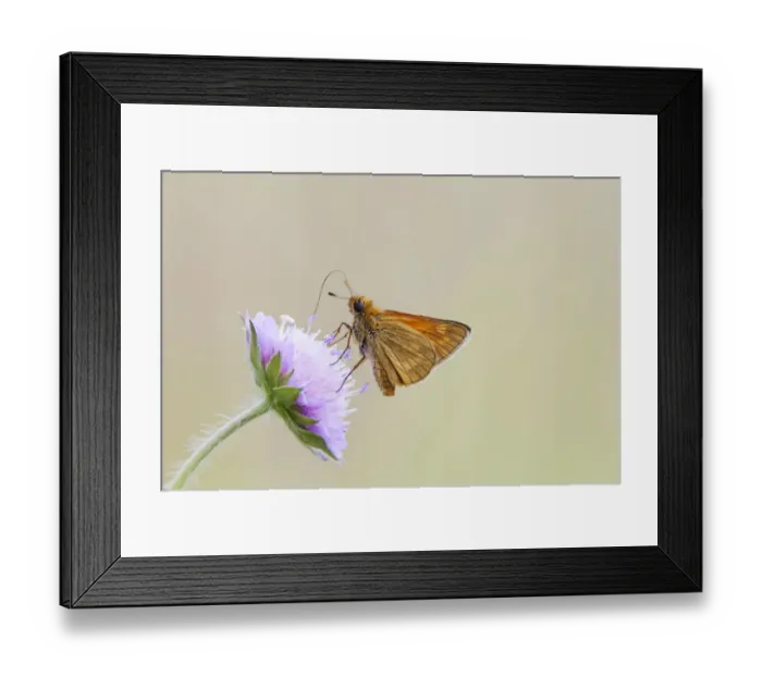 Framed Print : Large Skipper Butterfly -Ochlodes venatus-, Bavaria, Germany Framed Print : Large Skipper Butterfly -Ochlodes venatus-, Bavaria, Germany