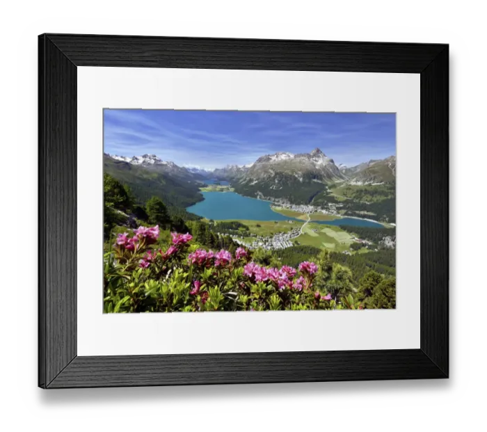 Framed Print : Surlej and Silvaplana with Upper Engadine lakes, Lake Champfer, Lake Silvaplana, Lake Sils, alpine roses in front, Engadin, Graubunden, Switzerland Framed Print : Surlej and Silvaplana with Upper Engadine lakes, Lake Champfer, Lake Silvaplana, Lake Sils, alpine roses in front, Engadin, Graubunden, Switzerland