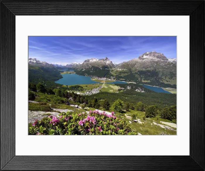 Framed Print : Surlej and Silvaplana with Upper Engadine lakes, Lake Champfer, Lake Silvaplana, Lake Sils, alpine roses in front, Engadin, Graubunden, Switzerland Framed Print : Surlej and Silvaplana with Upper Engadine lakes, Lake Champfer, Lake Silvaplana, Lake Sils, alpine roses in front, Engadin, Graubunden, Switzerland
