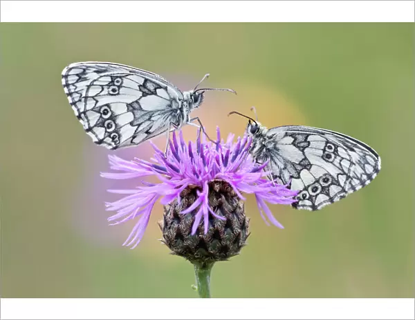 Two Marbled White Butterflies -Melanargia galathea- on Brownray Knapweed -Centaurea jacea-, North Hesse, Hesse, Germany