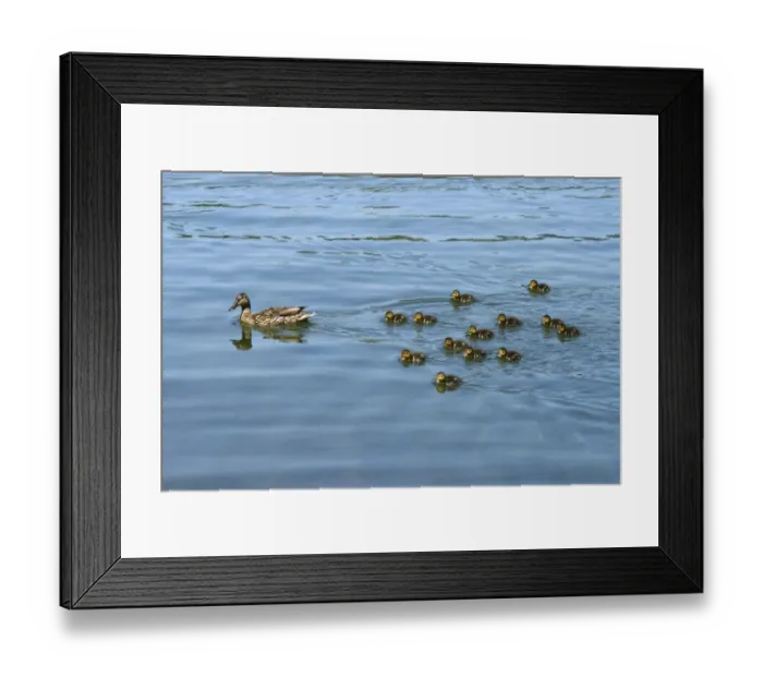 Framed Print : Mallard -Anas platyrhynchos- swimming with ducklings, Lake Lucerne, Luzern, Canton of Lucerne, Switzerland