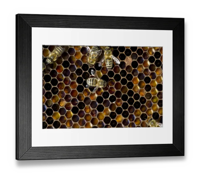 Framed Print : Honey Bees -Apis sp. - on a honeycomb, Germany Framed Print : Honey Bees -Apis sp. - on a honeycomb, Germany