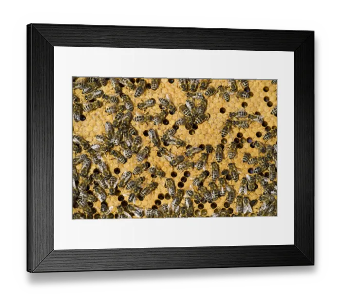 Framed Print : Honey Bees -Apis sp. - on a honeycomb, Germany Framed Print : Honey Bees -Apis sp. - on a honeycomb, Germany