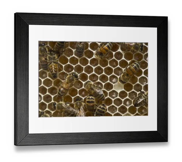 Framed Print : Honey Bees -Apis sp. - on a honeycomb, Germany Framed Print : Honey Bees -Apis sp. - on a honeycomb, Germany
