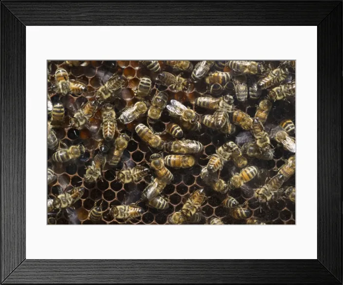 Framed Print : Honey Bees -Apis sp. - on a honeycomb, Germany Framed Print : Honey Bees -Apis sp. - on a honeycomb, Germany