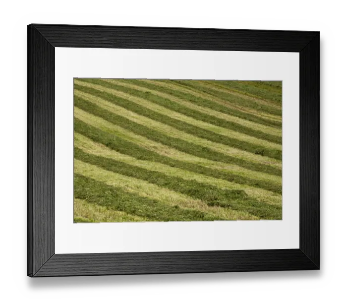Framed Print : Mowed hay field with a striped pattern, Compton, Eastern Townships, Quebec Province, Canada Framed Print : Mowed hay field with a striped pattern, Compton, Eastern Townships, Quebec Province, Canada