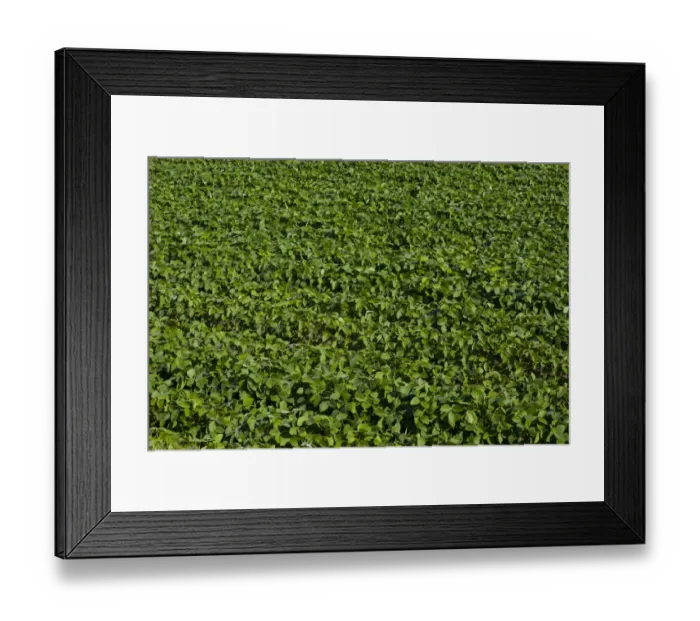 Framed Print : Soy field, Compton, Eastern Townships, Quebec Province, Canada Framed Print : Soy field, Compton, Eastern Townships, Quebec Province, Canada