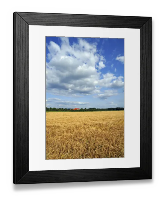 Framed Print : Ripe Barley field -Hordeum vulgare-, Upper Franconia, Bavaria, Germany Framed Print : Ripe Barley field -Hordeum vulgare-, Upper Franconia, Bavaria, Germany