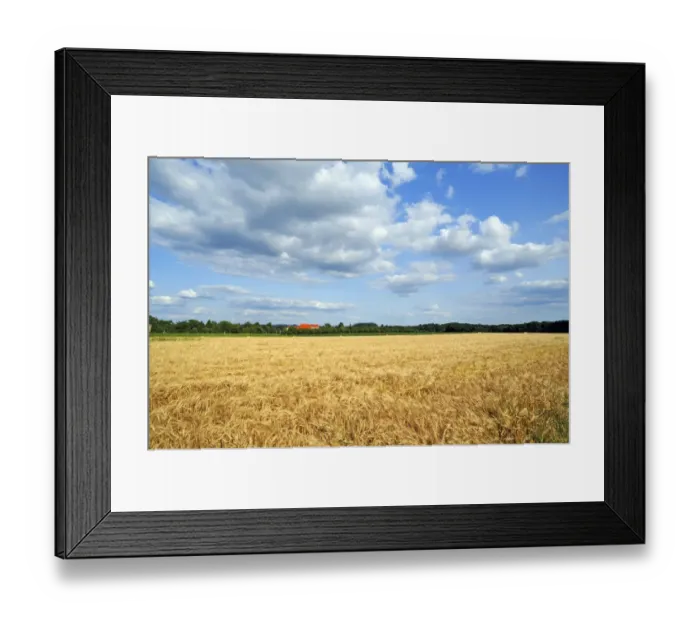 Framed Print : Ripe Barley field -Hordeum vulgare-, Upper Franconia, Bavaria, Germany Framed Print : Ripe Barley field -Hordeum vulgare-, Upper Franconia, Bavaria, Germany