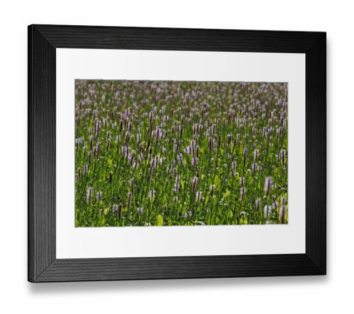 Framed Print : Ribwort Plantain -Plantago lanceolata-, flowering, Middle Franconia, Bavaria, Germany Framed Print : Ribwort Plantain -Plantago lanceolata-, flowering, Middle Franconia, Bavaria, Germany