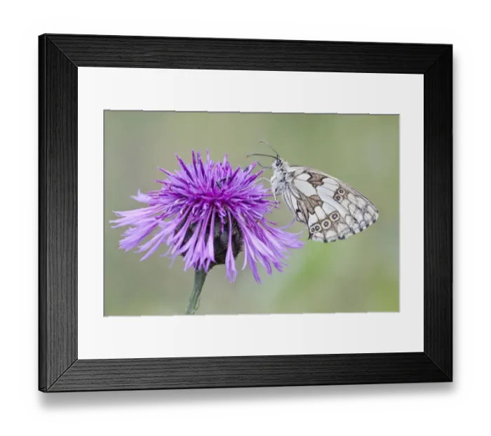 Framed Print : Marbled White Butterfly -Melanargia galathea- on Brownray Knapweed -Centaurea jacea-, North Hesse, Hesse, Germany Framed Print : Marbled White Butterfly -Melanargia galathea- on Brownray Knapweed -Centaurea jacea-, North Hesse, Hesse, Germany