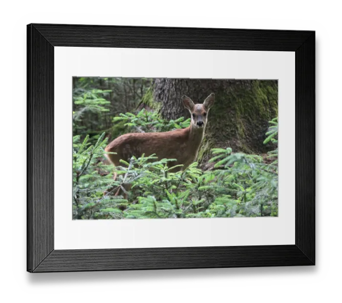 Framed Print : Row Deer -Capreolus capreolus-, fawn, about 7 weeks, in the forest between small spruce trees -Picea abies-, Allgau, Swabia, Bavaria, Germany Framed Print : Row Deer -Capreolus capreolus-, fawn, about 7 weeks, in the forest between small spruce trees -Picea abies-, Allgau, Swabia, Bavaria, Germany