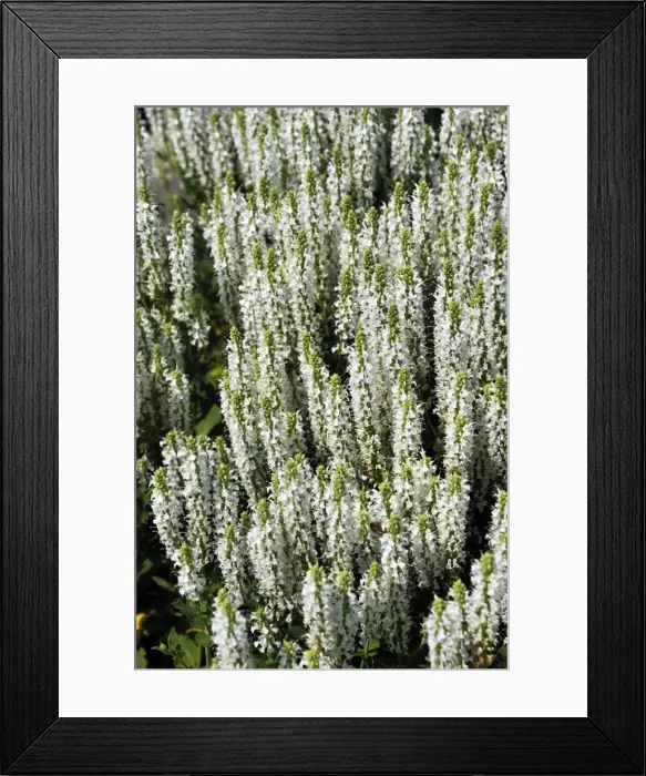Framed Print : Wood Sage -Salvia apiana-, flowering, Middle Franconia, Bavaria, Germany Framed Print : Wood Sage -Salvia apiana-, flowering, Middle Franconia, Bavaria, Germany