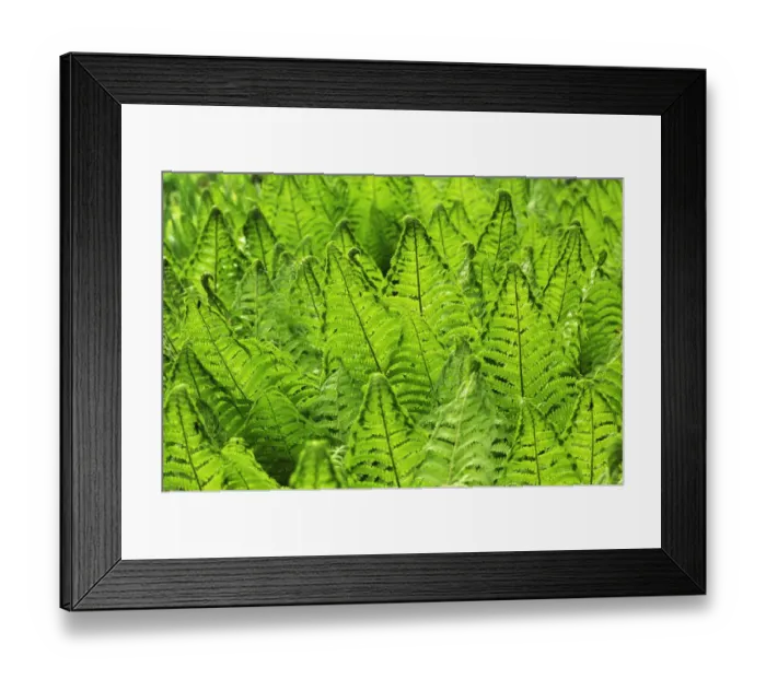 Framed Print : Ostrich Fern or Shuttlecock Fern -Matteuccia struthiopteris-, Stein, Middle Franconia, Bavaria, Germany Framed Print : Ostrich Fern or Shuttlecock Fern -Matteuccia struthiopteris-, Stein, Middle Franconia, Bavaria, Germany