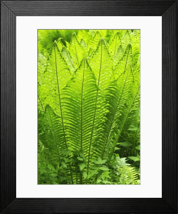 Framed Print : Ostrich Fern or Shuttlecock Fern -Matteuccia struthiopteris-, Stein, Middle Franconia, Bavaria, Germany Framed Print : Ostrich Fern or Shuttlecock Fern -Matteuccia struthiopteris-, Stein, Middle Franconia, Bavaria, Germany