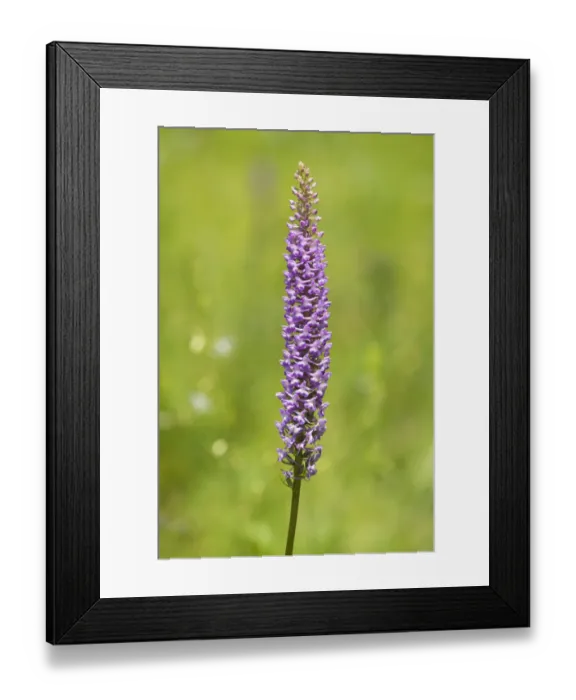 Framed Print : Large Fragrant Orchid -Gymnadenia conopsea-, flowering, Jena, Thuringia, Germany Framed Print : Large Fragrant Orchid -Gymnadenia conopsea-, flowering, Jena, Thuringia, Germany