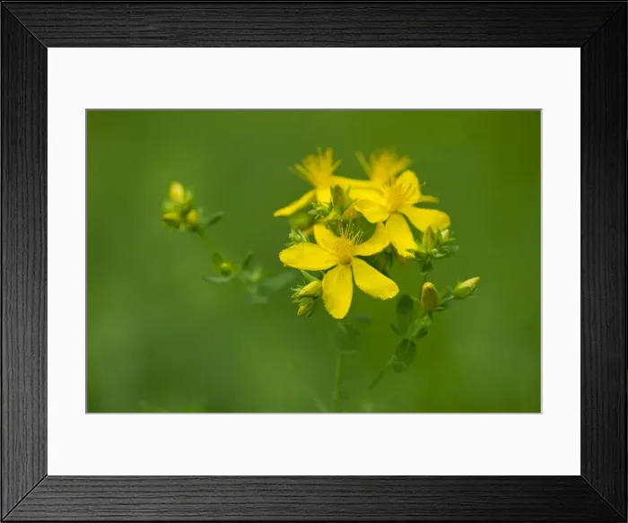 Framed Print : St. Johns Wort, Tiptons Weed or Chase-devil -Hypericum perforatum-, a medicinal plant, flowering, Jena, Thuringia, Germany Framed Print : St. Johns Wort, Tiptons Weed or Chase-devil -Hypericum perforatum-, a medicinal plant, flowering, Jena, Thuringia, Germany