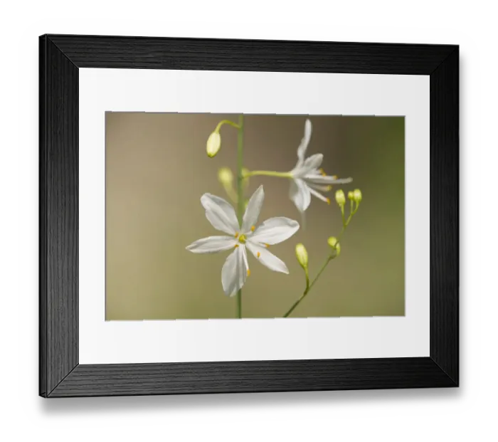 Framed Print : Anthericum ramosum -Anthericum ramosum-, flower, Leutra, Thuringia, Germany Framed Print : Anthericum ramosum -Anthericum ramosum-, flower, Leutra, Thuringia, Germany
