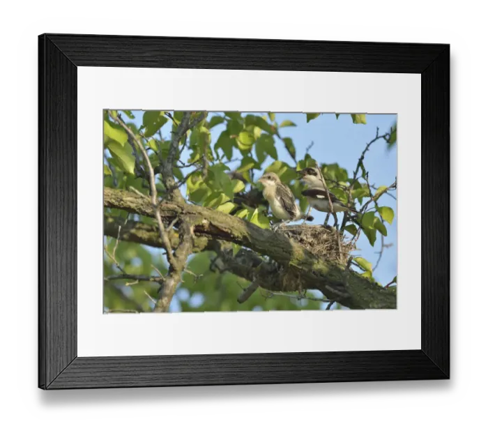 Framed Print : Lesser Grey Shrike -Lanius minor-, perched on nest with juvenile bird, Bulgaria Framed Print : Lesser Grey Shrike -Lanius minor-, perched on nest with juvenile bird, Bulgaria