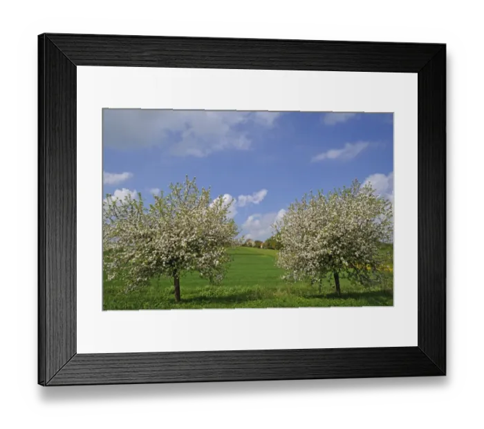 Framed Print : Two blossoming Apple Trees -Malus domesticus- on a meadow, Pettensiedel, Igensdorf, Upper Franconia, Bavaria, Germany Framed Print : Two blossoming Apple Trees -Malus domesticus- on a meadow, Pettensiedel, Igensdorf, Upper Franconia, Bavaria, Germany