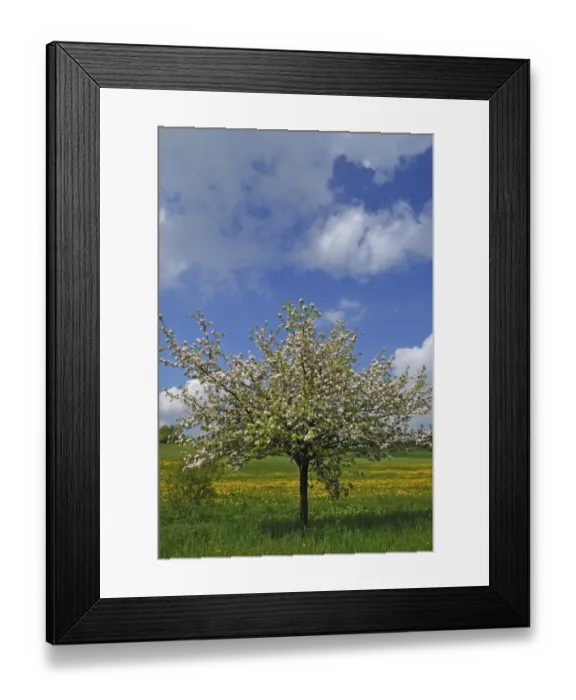 Framed Print : Blossoming Apple Tree -Malus domesticus-, dandelion meadow village of Pettensiedel at back, Pettensiedel, Igensdorf, Upper Franconia, Bavaria, Germany Framed Print : Blossoming Apple Tree -Malus domesticus-, dandelion meadow village of Pettensiedel at back, Pettensiedel, Igensdorf, Upper Franconia, Bavaria, Germany