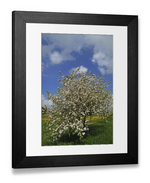 Framed Print : Blossoming Apple Tree -Malus domesticus- on a meadow, Pettensiedel, Igensdorf, Upper Franconia, Bavaria, Germany Framed Print : Blossoming Apple Tree -Malus domesticus- on a meadow, Pettensiedel, Igensdorf, Upper Franconia, Bavaria, Germany