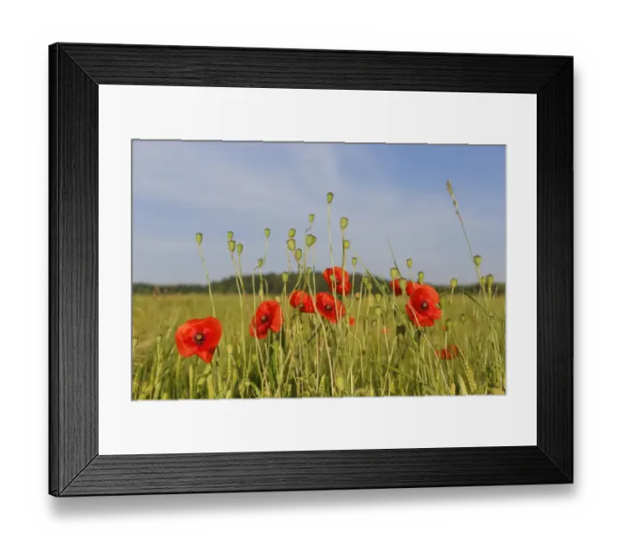 Framed Print : Poppy or Corn Poppy -Papaver rhoeas-, with seed pods in a cornfield, Upper Bavaria, Bavaria, Germany Framed Print : Poppy or Corn Poppy -Papaver rhoeas-, with seed pods in a cornfield, Upper Bavaria, Bavaria, Germany