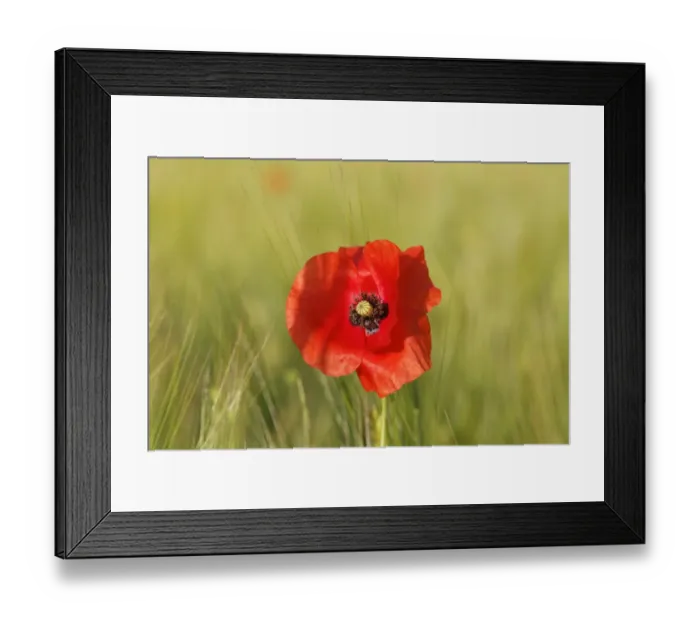 Framed Print : Poppy or Corn Poppy -Papaver rhoeas-, in a cornfield, Upper Bavaria, Bavaria, Germany Framed Print : Poppy or Corn Poppy -Papaver rhoeas-, in a cornfield, Upper Bavaria, Bavaria, Germany