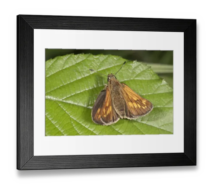 Framed Print : Silver-spotted Skipper -Hesperia comma-, Untergroningen, Abtsgmuend, Baden-Wurttemberg, Germany Framed Print : Silver-spotted Skipper -Hesperia comma-, Untergroningen, Abtsgmuend, Baden-Wurttemberg, Germany