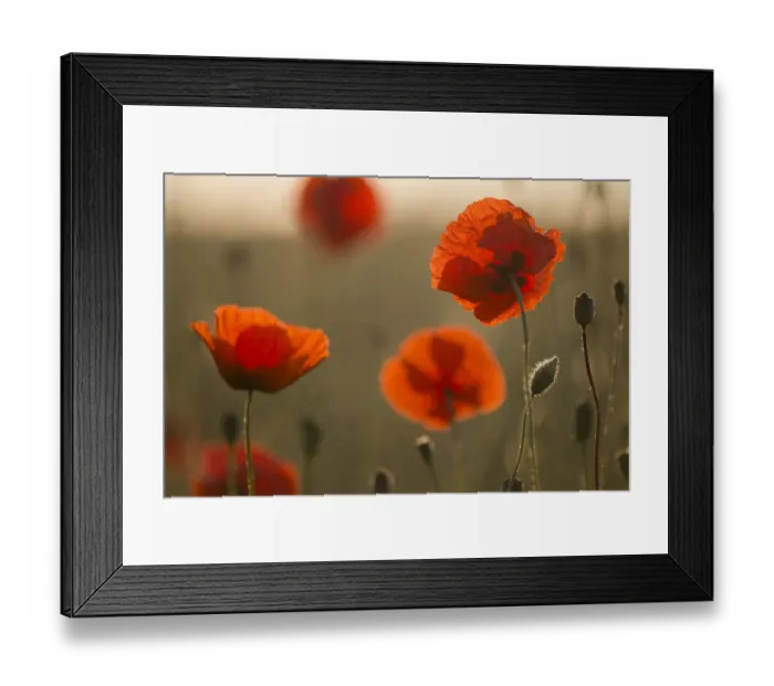 Framed Print : Corn poppy -Papaver rhoeas- flowers in the morning light, Thuringia, Germany Framed Print : Corn poppy -Papaver rhoeas- flowers in the morning light, Thuringia, Germany