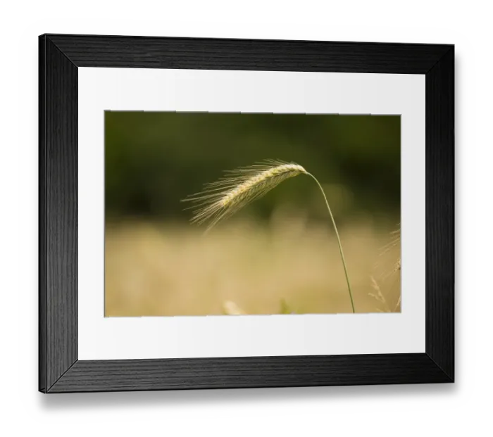 Framed Print : Rye -Secale cereale-, ear, North Rhine-Westphalia, Germany