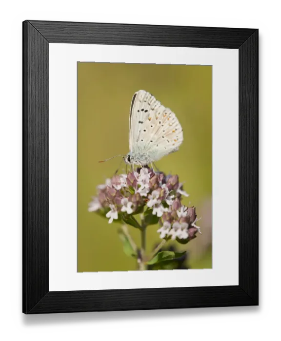 Framed Print : Adonis Blue -Polyommatus bellargus, Lysandra bellargus- on a Wild Marjoram or Oregano plant -Origanum vulgare-, feeding on nectar, Thuringia, Germany Framed Print : Adonis Blue -Polyommatus bellargus, Lysandra bellargus- on a Wild Marjoram or Oregano plant -Origanum vulgare-, feeding on nectar, Thuringia, Germany